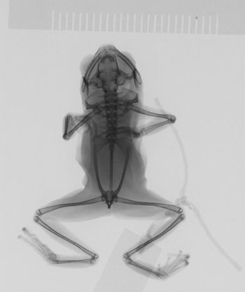 Media type: image;   Herpetology A-107037 Aspect: dorsoventral x-ray